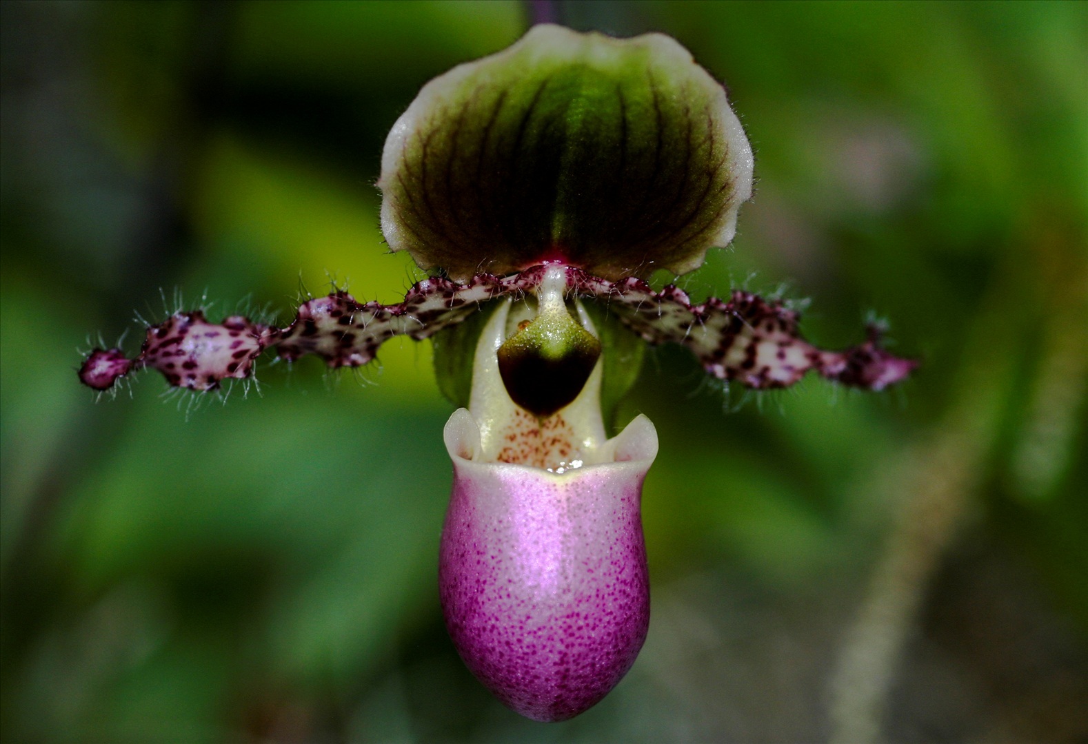 Phragmipedium Orchid Anggrek Kantong Semar Orkide