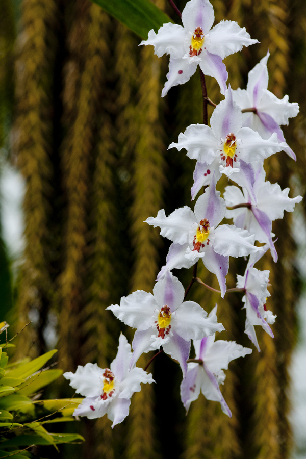 10 Anggrek Terindah Di Dunia Orkide